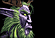 w3n5.gif